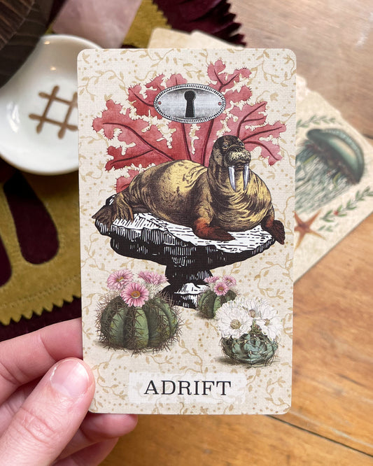 Coastal Curiosities Naturalist Edition Specimen Pack