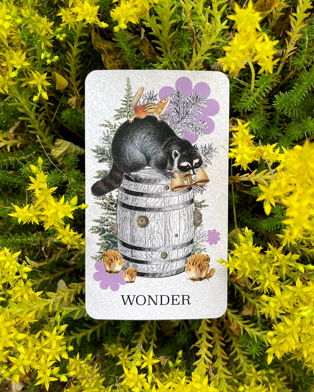 Coastal Curiosities Oracle Deck 2nd Edition