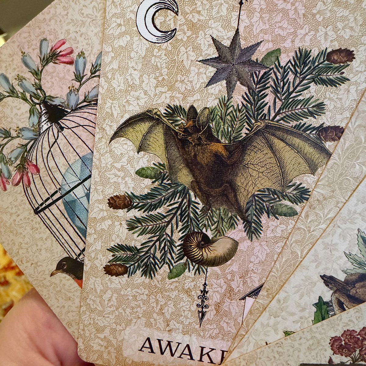 Seconds C Coastal Curiosities Oracle Deck Naturalist Edition