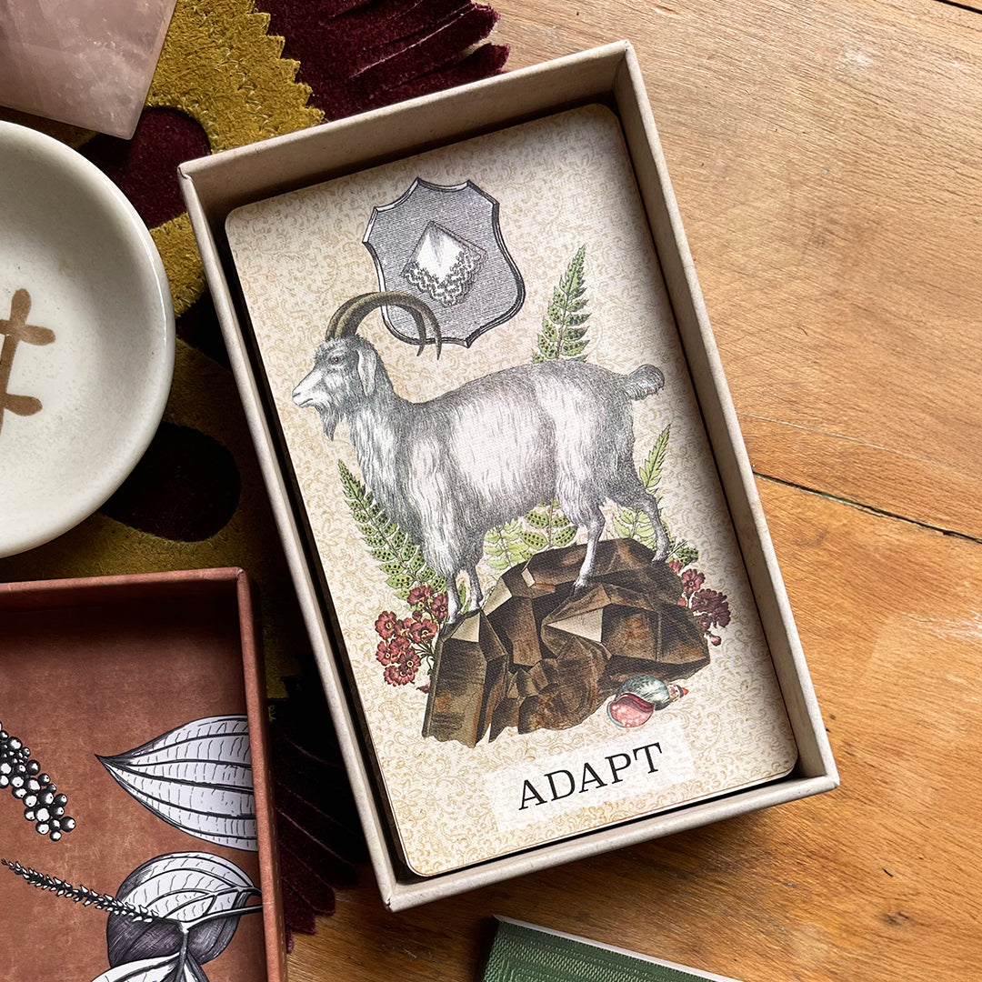 Coastal Curiosities Oracle Deck Naturalist Edition