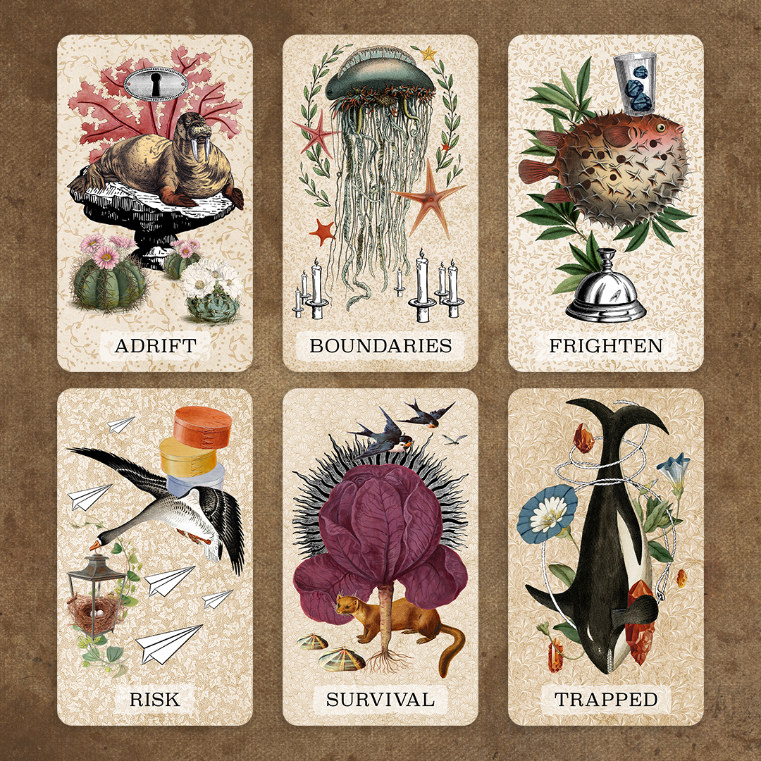 Coastal Curiosities Naturalist Edition Specimen Pack