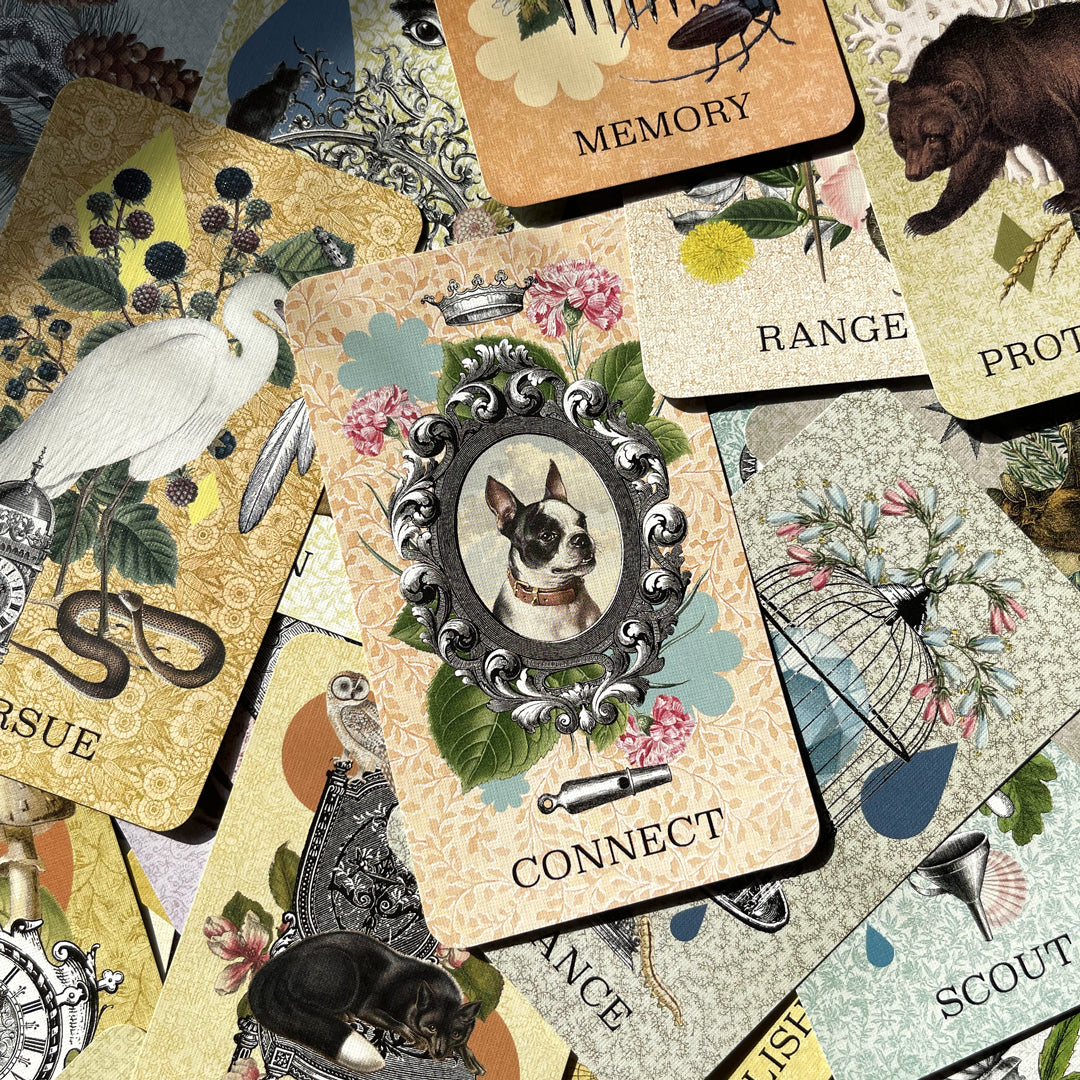 Coastal Curiosities Oracle Deck 1st Edition